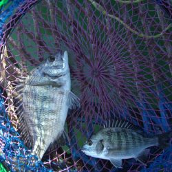 オリジナルメーカー海づり公園(市原市海づり施設) 釣果