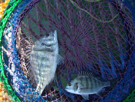 オリジナルメーカー海づり公園(市原市海づり施設) 釣果