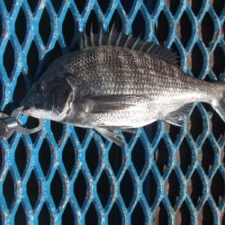 オリジナルメーカー海づり公園(市原市海づり施設) 釣果