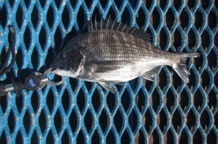 オリジナルメーカー海づり公園(市原市海づり施設) 釣果