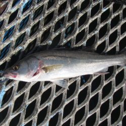 オリジナルメーカー海づり公園(市原市海づり施設) 釣果