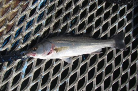オリジナルメーカー海づり公園(市原市海づり施設) 釣果