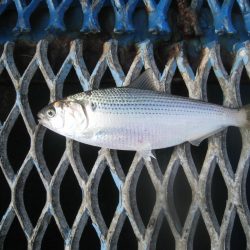 オリジナルメーカー海づり公園(市原市海づり施設) 釣果