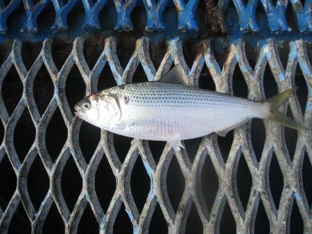 オリジナルメーカー海づり公園(市原市海づり施設) 釣果