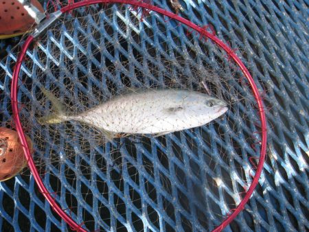 オリジナルメーカー海づり公園(市原市海づり施設) 釣果