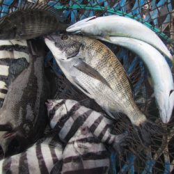 オリジナルメーカー海づり公園(市原市海づり施設) 釣果