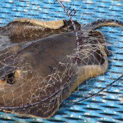 オリジナルメーカー海づり公園(市原市海づり施設) 釣果