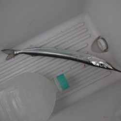 オリジナルメーカー海づり公園(市原市海づり施設) 釣果