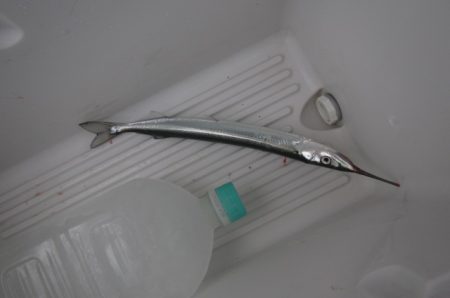 オリジナルメーカー海づり公園(市原市海づり施設) 釣果