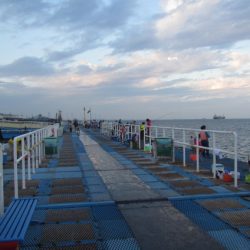 オリジナルメーカー海づり公園(市原市海づり施設) 釣果