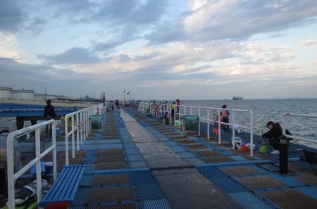 オリジナルメーカー海づり公園(市原市海づり施設) 釣果