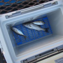 オリジナルメーカー海づり公園(市原市海づり施設) 釣果