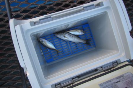 オリジナルメーカー海づり公園(市原市海づり施設) 釣果