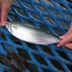 オリジナルメーカー海づり公園(市原市海づり施設) 釣果