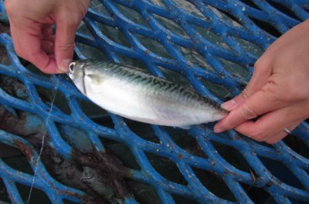 オリジナルメーカー海づり公園(市原市海づり…