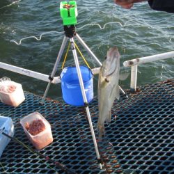 オリジナルメーカー海づり公園(市原市海づり施設) 釣果