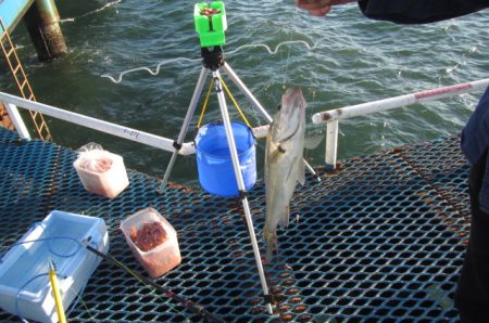 オリジナルメーカー海づり公園(市原市海づり施設) 釣果