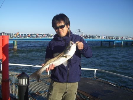 オリジナルメーカー海づり公園(市原市海づり施設) 釣果