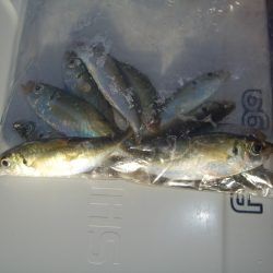 オリジナルメーカー海づり公園(市原市海づり施設) 釣果