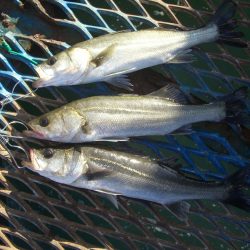 オリジナルメーカー海づり公園(市原市海づり施設) 釣果