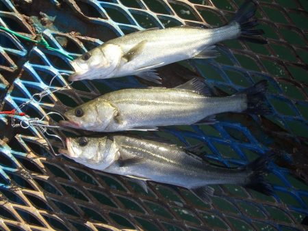 オリジナルメーカー海づり公園(市原市海づり…