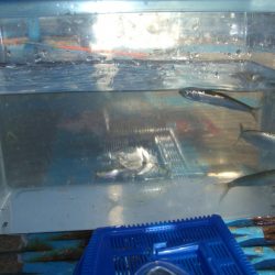 オリジナルメーカー海づり公園(市原市海づり施設) 釣果