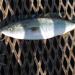 オリジナルメーカー海づり公園(市原市海づり施設) 釣果