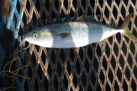 オリジナルメーカー海づり公園(市原市海づり施設) 釣果