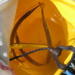 オリジナルメーカー海づり公園(市原市海づり施設) 釣果