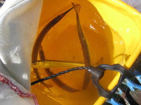 オリジナルメーカー海づり公園(市原市海づり施設) 釣果