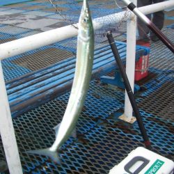 オリジナルメーカー海づり公園(市原市海づり施設) 釣果