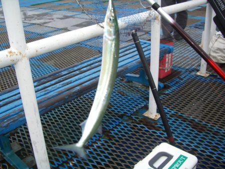 オリジナルメーカー海づり公園(市原市海づり施設) 釣果
