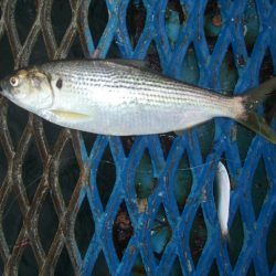 オリジナルメーカー海づり公園(市原市海づり施設) 釣果