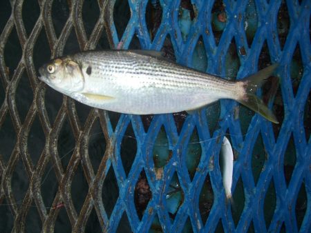 オリジナルメーカー海づり公園(市原市海づり施設) 釣果
