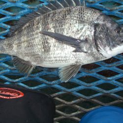 オリジナルメーカー海づり公園(市原市海づり施設) 釣果