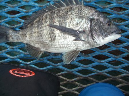 オリジナルメーカー海づり公園(市原市海づり施設) 釣果