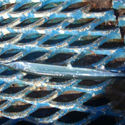 オリジナルメーカー海づり公園(市原市海づり施設) 釣果