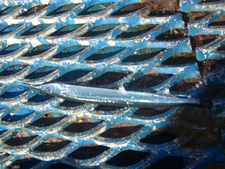 オリジナルメーカー海づり公園(市原市海づり施設) 釣果