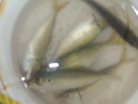 オリジナルメーカー海づり公園(市原市海づり施設) 釣果