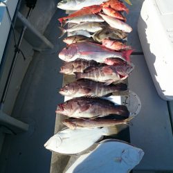 エンペラー 釣果