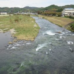 狩野川(狩野川漁業協同組合) 釣果
