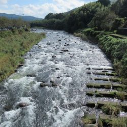 狩野川(狩野川漁業協同組合) 釣果