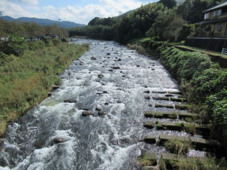 狩野川(狩野川漁業協同組合) 釣果