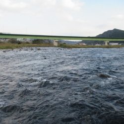 狩野川(狩野川漁業協同組合) 釣果