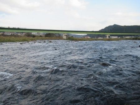 狩野川(狩野川漁業協同組合) 釣果