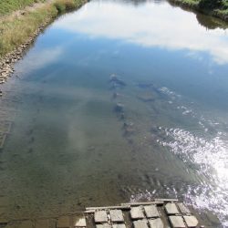 狩野川(狩野川漁業協同組合) 釣果