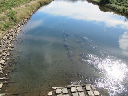 狩野川(狩野川漁業協同組合) 釣果