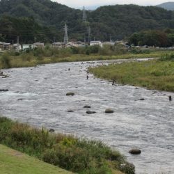 狩野川(狩野川漁業協同組合) 釣果