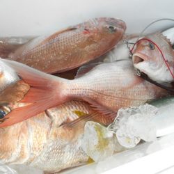 こうゆう丸 釣果