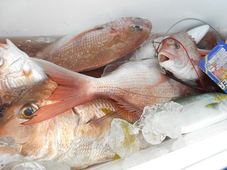 こうゆう丸 釣果